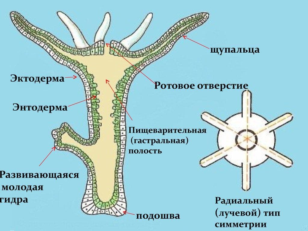 Kraken россия